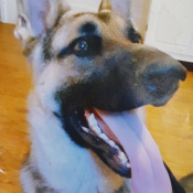 Mueller, a Tan, Black German Shepherd Dog